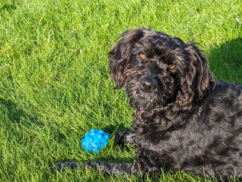 Lemon labradoodle