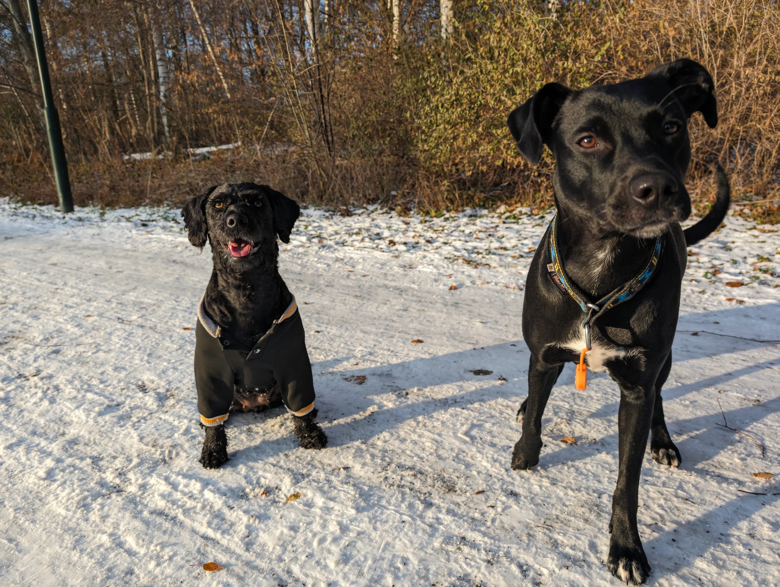 Lemon och Pepsi
