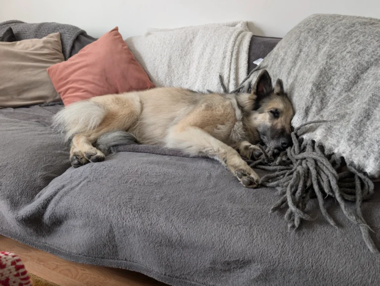 Hund i lägenhet