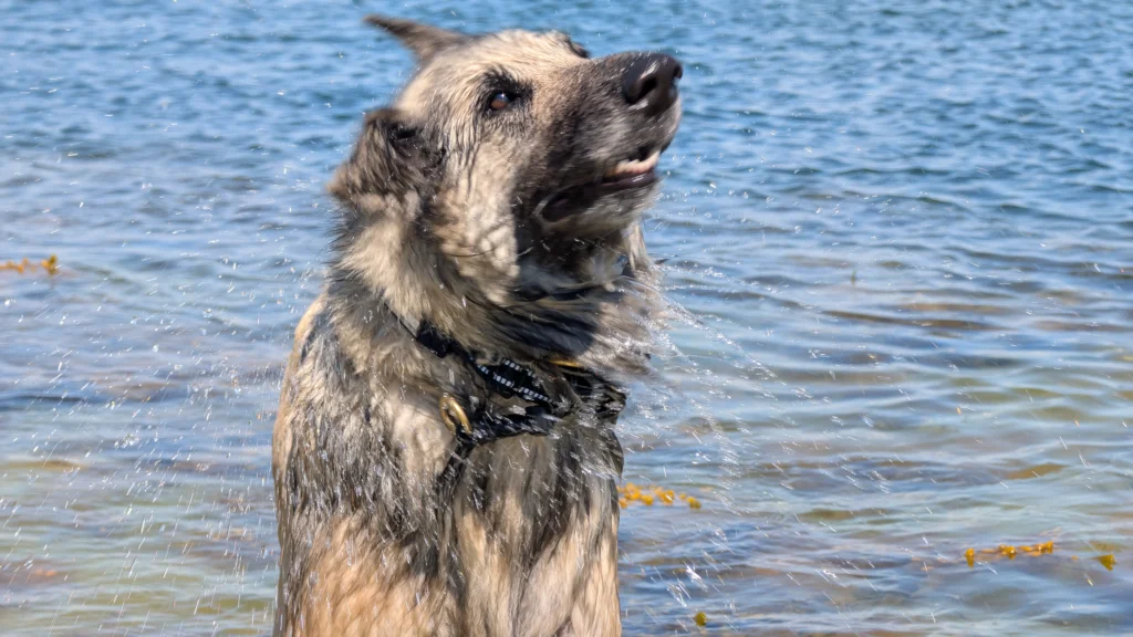 Låt hunden svalka sig